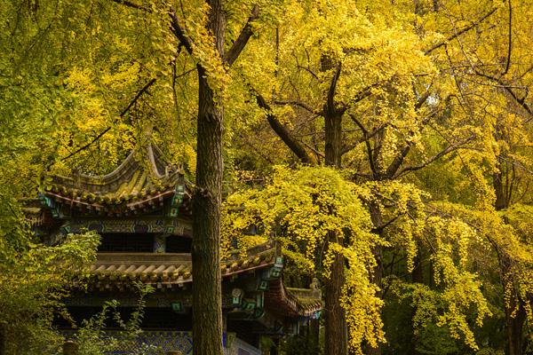 都江堰秋季旅游攻略 都江堰秋季旅游攻略